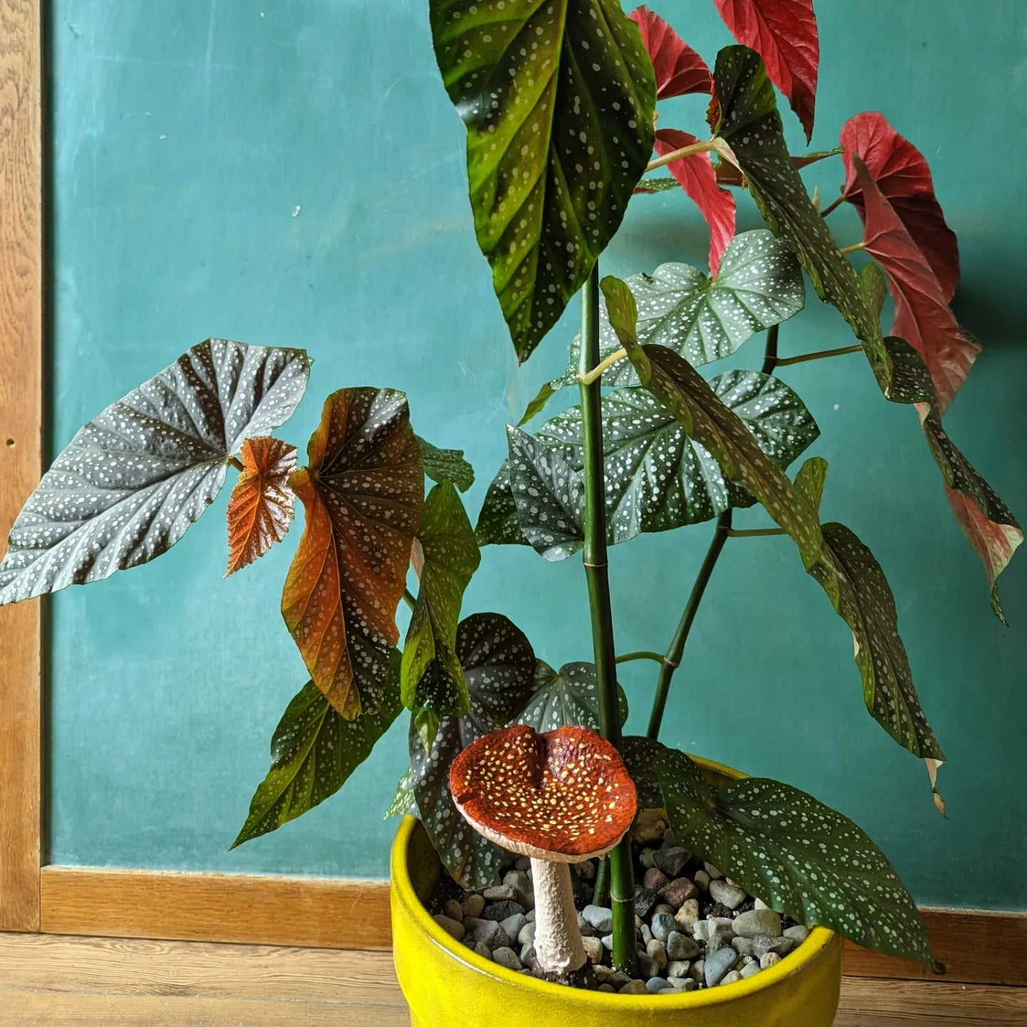 Mister Mushroom Bolete 6"