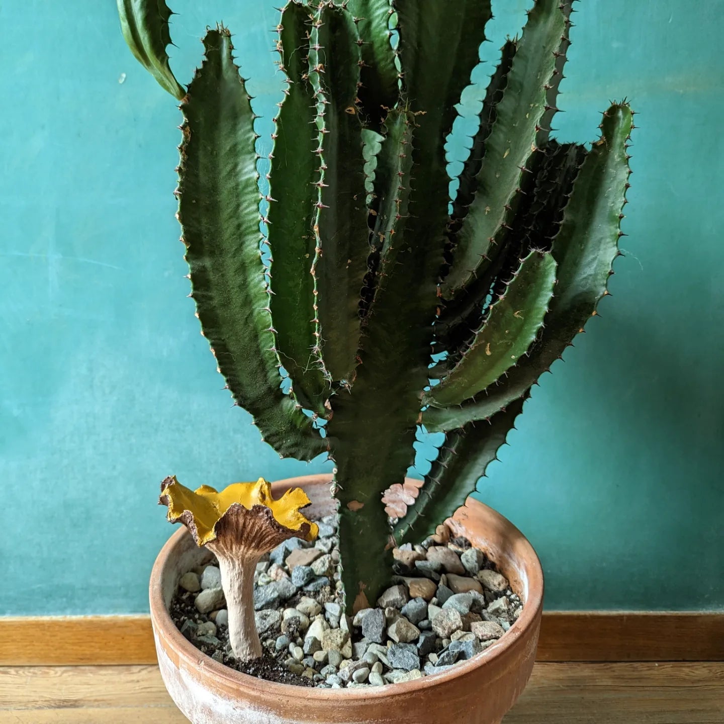 Mister Mushroom Chantelle 6"