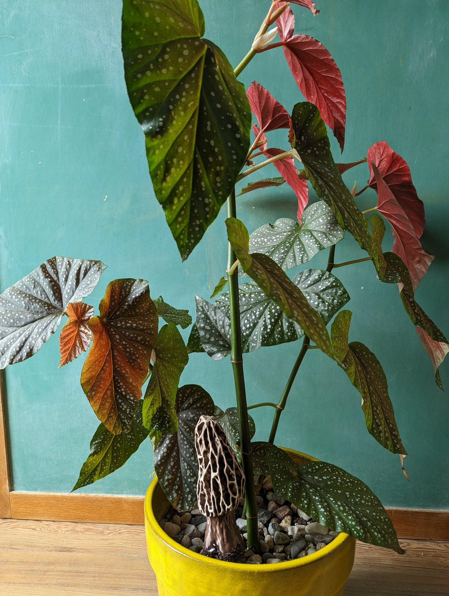 Mister Mushroom Morrell 6"