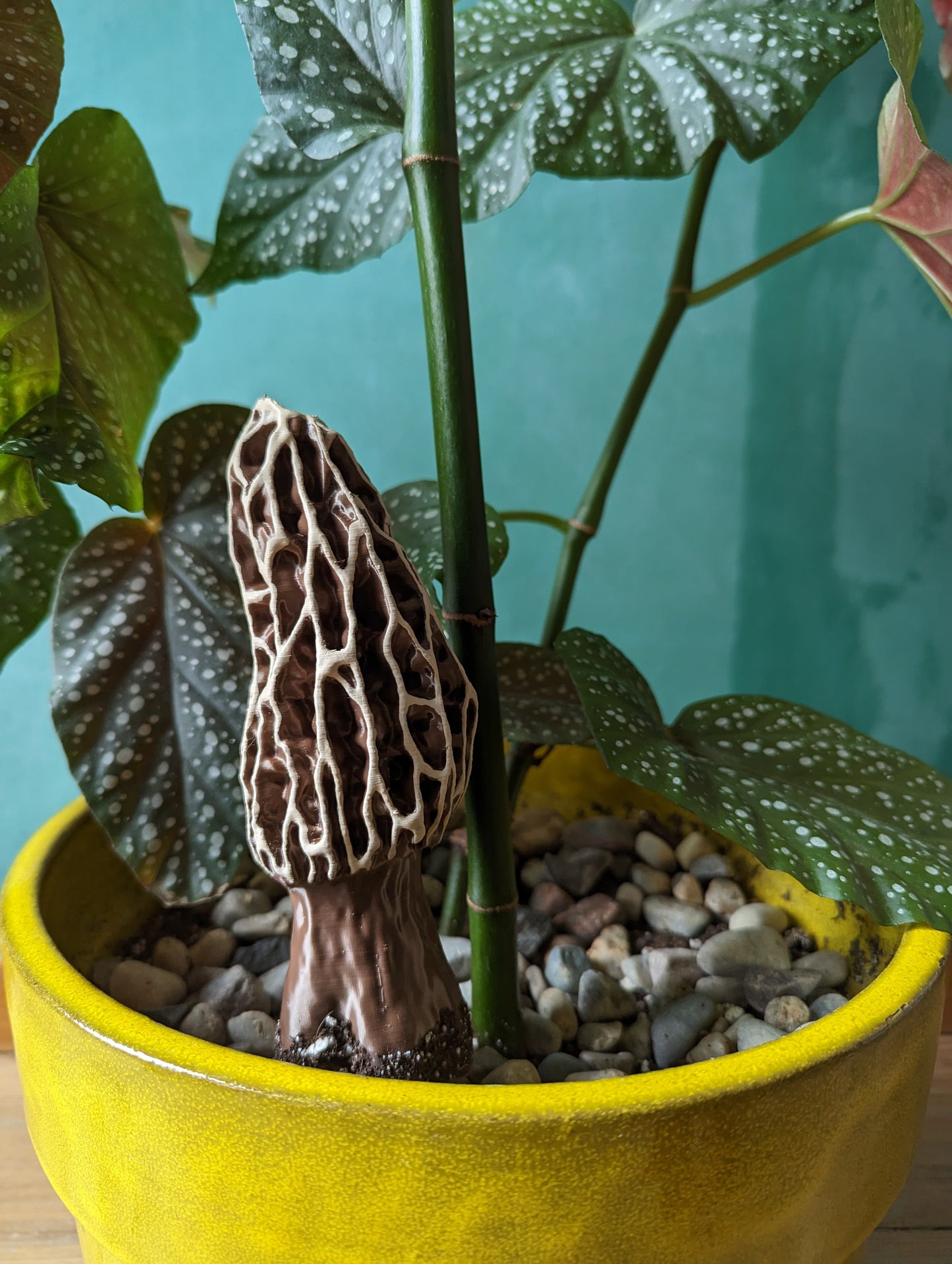 Mister Mushroom Morrell 6"